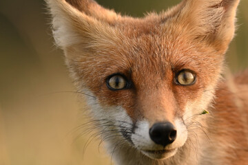 Naklejka na ściany i meble Red fox Vulpes vulpes. In the wilds