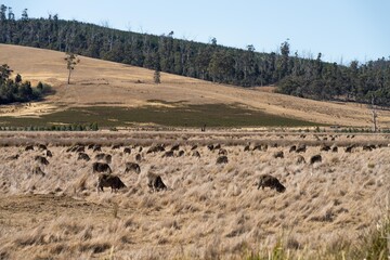 flock of sheep in a field. Merino sheep, grazing and eating grass in New zealand and Australia