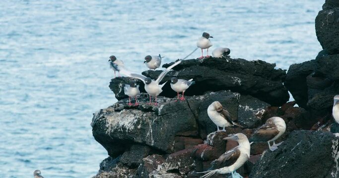 Swallow tailed gull and Blue footed booby birds on black beach rocks.