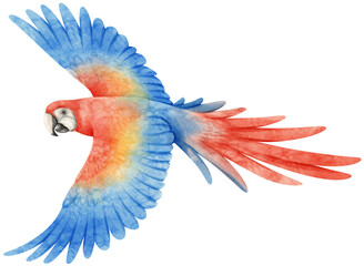 Watercolor of macaw parrot bird illustration - obrazy, fototapety, plakaty
