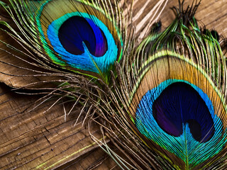 beautiful colorful abstract peacock feather background as header wallpaper, Macro close up Colorful peacock feathers, shallow dof texture of peacock feathers 
