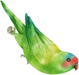 Watercolor musk lorikeet bird illustration - obrazy, fototapety, plakaty