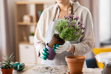 people, gardening and housework concept - close up of woman in gloves planting pot flowers at home - 755867238