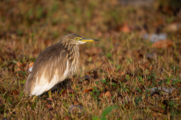 Indian Pond-heron - Ardeola grayii, beautiful brown and white heron from Asian fresh waters and wetlands, Nagarahole Tiger Reserve, India. - 755867404