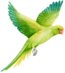 Watercolor parakeet parrot bird illustration