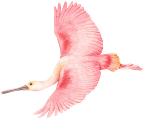 Watercolor roseate spoonbill bird illustration - obrazy, fototapety, plakaty