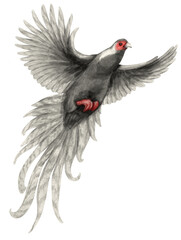 Watercolor silver pheasant bird illustration - obrazy, fototapety, plakaty