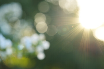 Lush summer daylight over green foliage blur bokeh background with sun flare. - 755869411