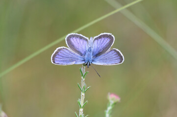 Naklejka premium Argus-Bläuling - Silver-studded blue