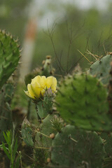 Yellow flower bloom on green prickly pear cactus in Texas landscape during spring season in nature.