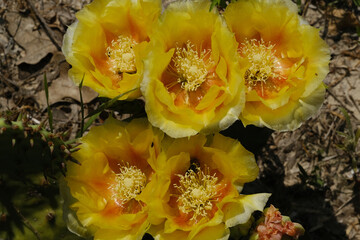 Yellow flower blooms closeup on prickly pear cactus in Texas spring landscape. - 755870085