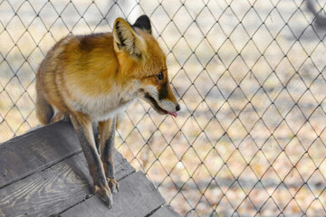 The red fox in the zoo crawls around the cage and looks around.