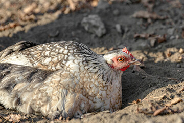 A laying hen sits in the ground on a ranch.