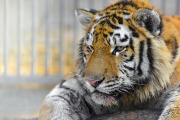 A resting tiger lies tired at the zoo. Animals in the cage.