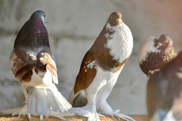 Brown and gray pigeons are sitting on the perches in their bird house.