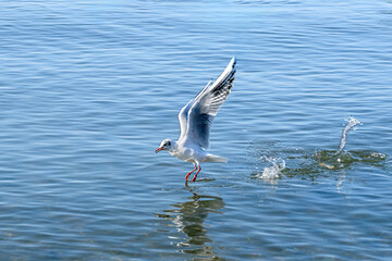 Seagulls fly over water in search of food and sustenance.