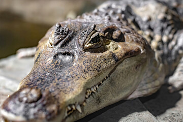 The predator is closely watching the prey. Crocodile head close-up.