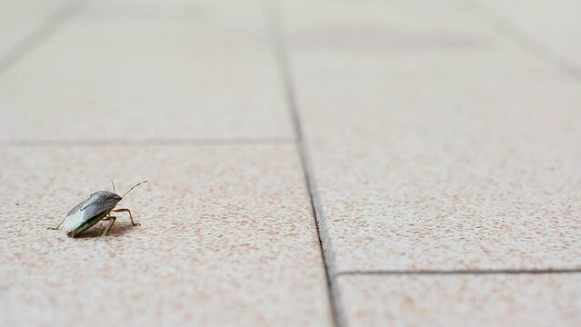 Green marmorated stink bug, Halyomorpha halys, walking on light background