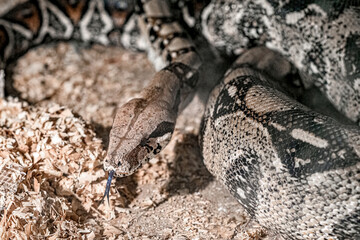 Decorative snakes in the aquarium at the zoo bask in the sun.