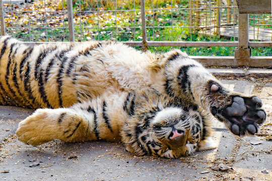 A tiger in a zoo cage lies on its back after lunch.