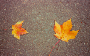 2 fallen orange maple leaves changing colors in autumn