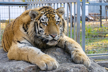The striped tiger lies on a stone in a cage of a zoo.
