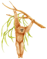 monkey hanging tree watercolor illustration - obrazy, fototapety, plakaty