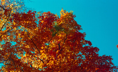 trees changing colors in the park in autumn