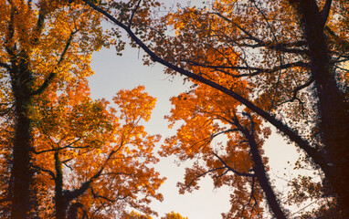trees changing colors in the park in autumn