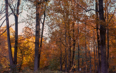 Fototapeta premium trees changing colors in the park in autumn