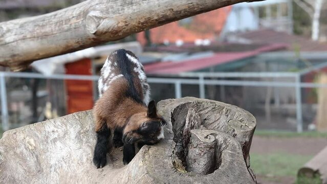Young Domestic Goat Scratches itself in Zoo Park. Cute Baby of American Pygmy Outside.