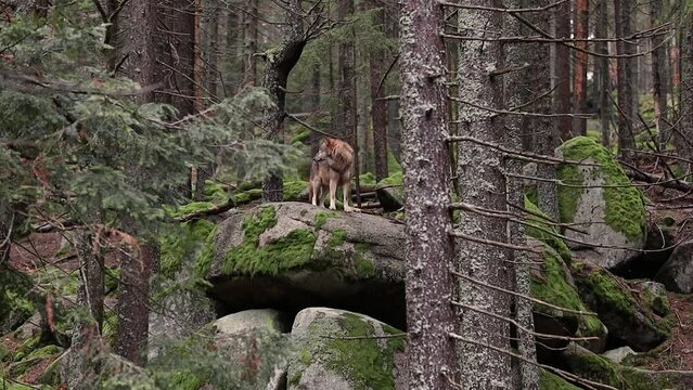 Eurasian &uml;Wolf Stands on Stone in the European Forest. Common Wolf among Trees in Czech Republic.