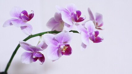 purple orchid flowers on white background