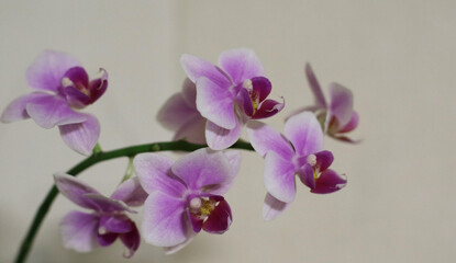 Fototapeta na wymiar purple orchid flowers on white background