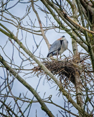 Le nid du H&eacute;ron