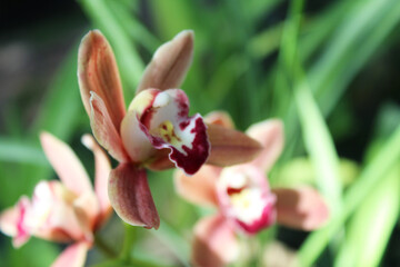 beautiful pinkish-brown orchid flowers on a natural background