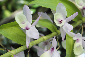 Obraz premium pink orchid on green background