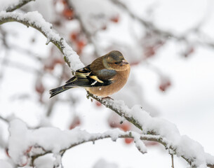 Male chaffinch sitting on a snow covered tree - 755876633