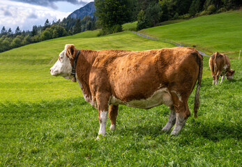 Happy cows on a pasture in the alps - 755876682