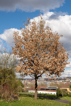 Quercus pubescens Flaumeiche Jungbaum solitär stehend in einem botanischen Garten