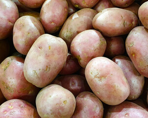 Potato background. Natural potato harvest.
