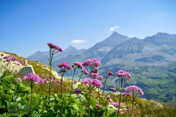 Naturjuwel im Nationalpark Hohe Tauern - das Ski- und Wanderparadies Weißsee Gletscherwelt. Grauer Alpendost vor den Gipfeln der österreichischen Alpen.