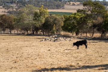 cow portrait in a field on a farm. farming landscape