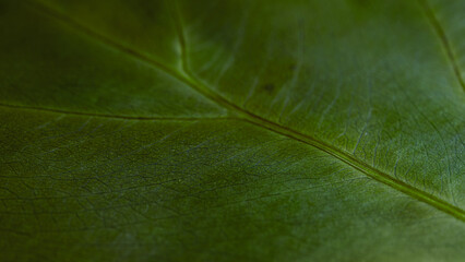 Fresh green leaf texture macro close-up