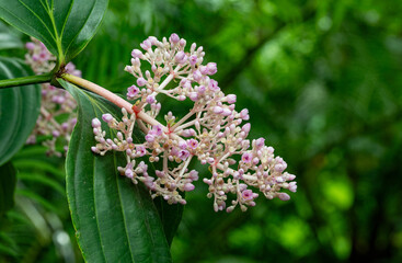 Beginning flowers and leaves of a Medinilla magnifica as a close-up