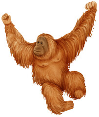 Orangutan wildlife animal watercolor illustration © b.illustrations