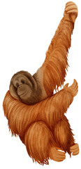 Orangutan wildlife animal watercolor illustration © b.illustrations