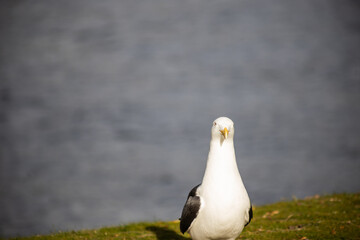 seagull on the ground with sea in the background
