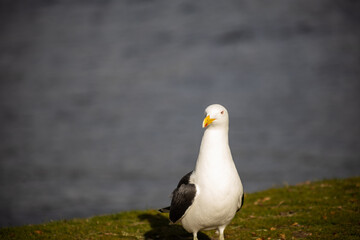 seagull on the ground with sea in the background