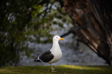 seagull on the ground with sea in the background